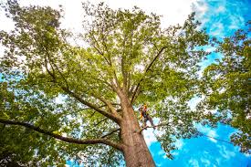 Best Emergency Tree Removal  in Grizzly Flats, CA