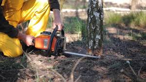 How Our Tree Care Process Works  in  Grizzly Flats, CA