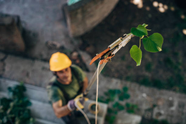 Best Tree Removal  in Grizzly Flats, CA