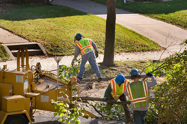 Best Tree Mulching  in Grizzly Flats, CA