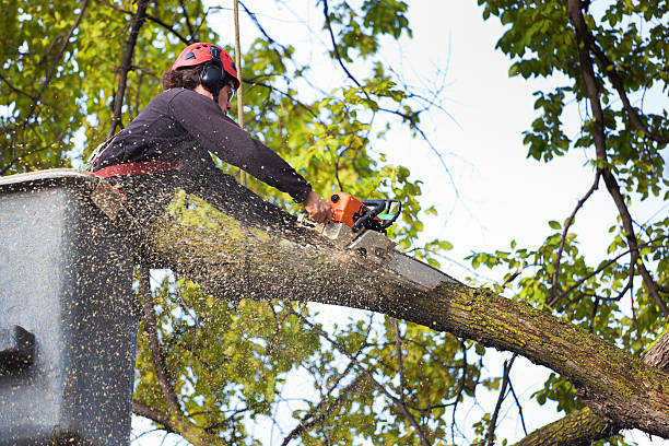 Best Arborist Consultation Services  in Grizzly Flats, CA